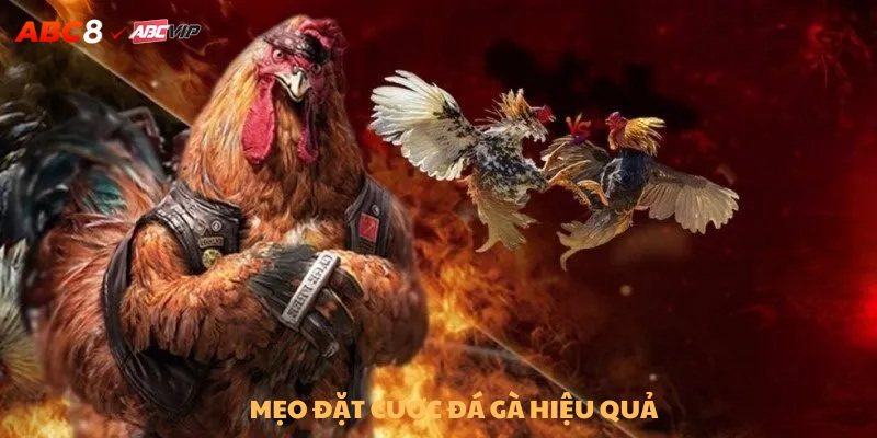 Bỏ túi mẹo đặt cược đá gà hiệu quả từ cao thủ